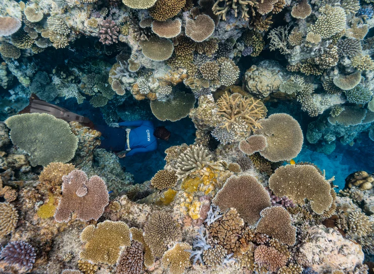Experience Snorkeling 5