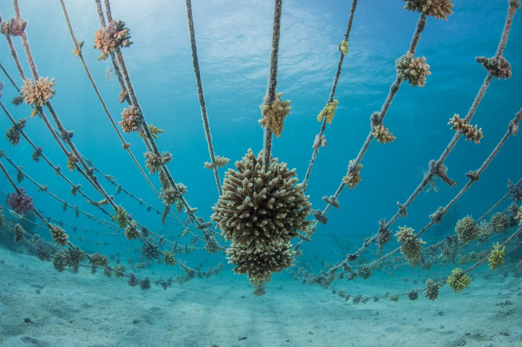 Kokomo Sustainability Coral Gardens (4)
