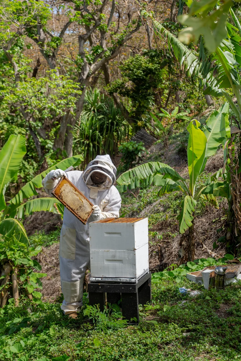 Sustainability Bee Keeper Farm To Table 2
