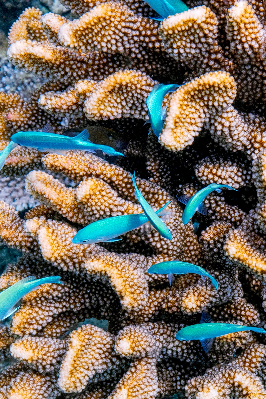 Kokomo PR Coralgardens Coral EH (2)