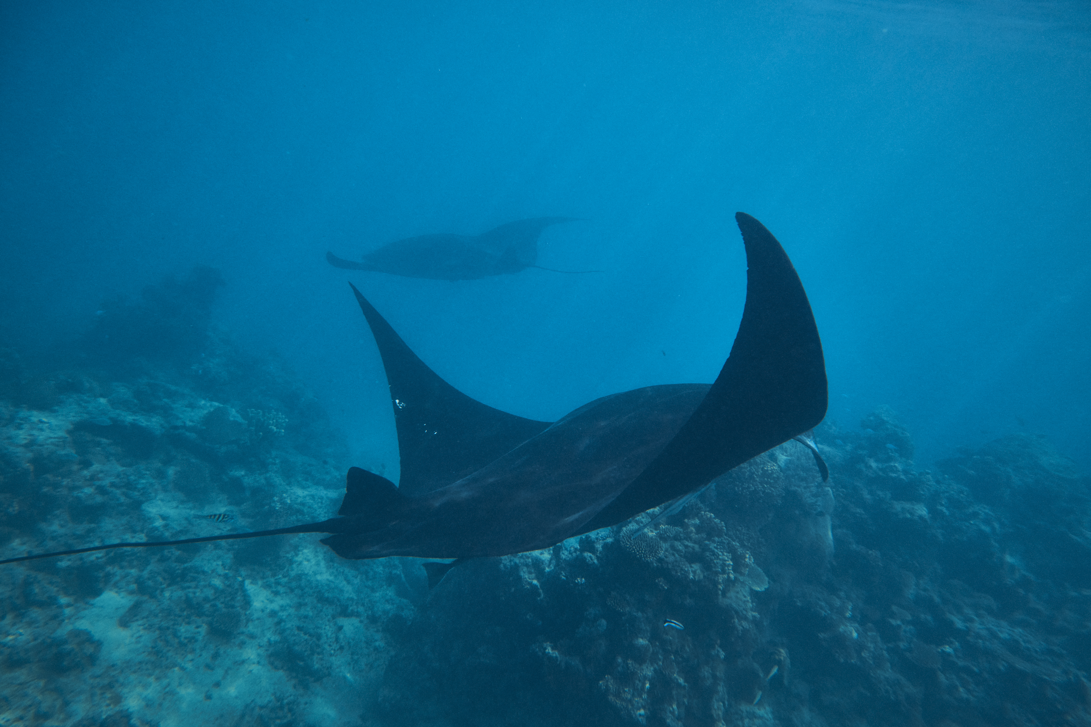 Kokomo Marine Mantaray (32)