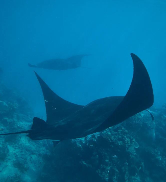 Kokomo Marine Mantaray (32)