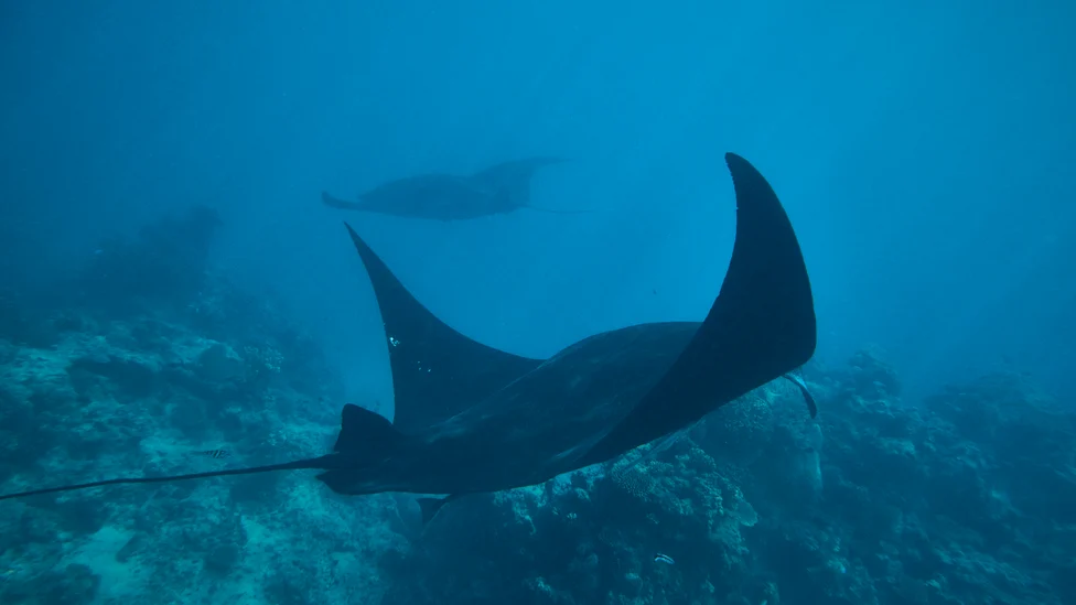 Kokomo Marine Mantaray (32)