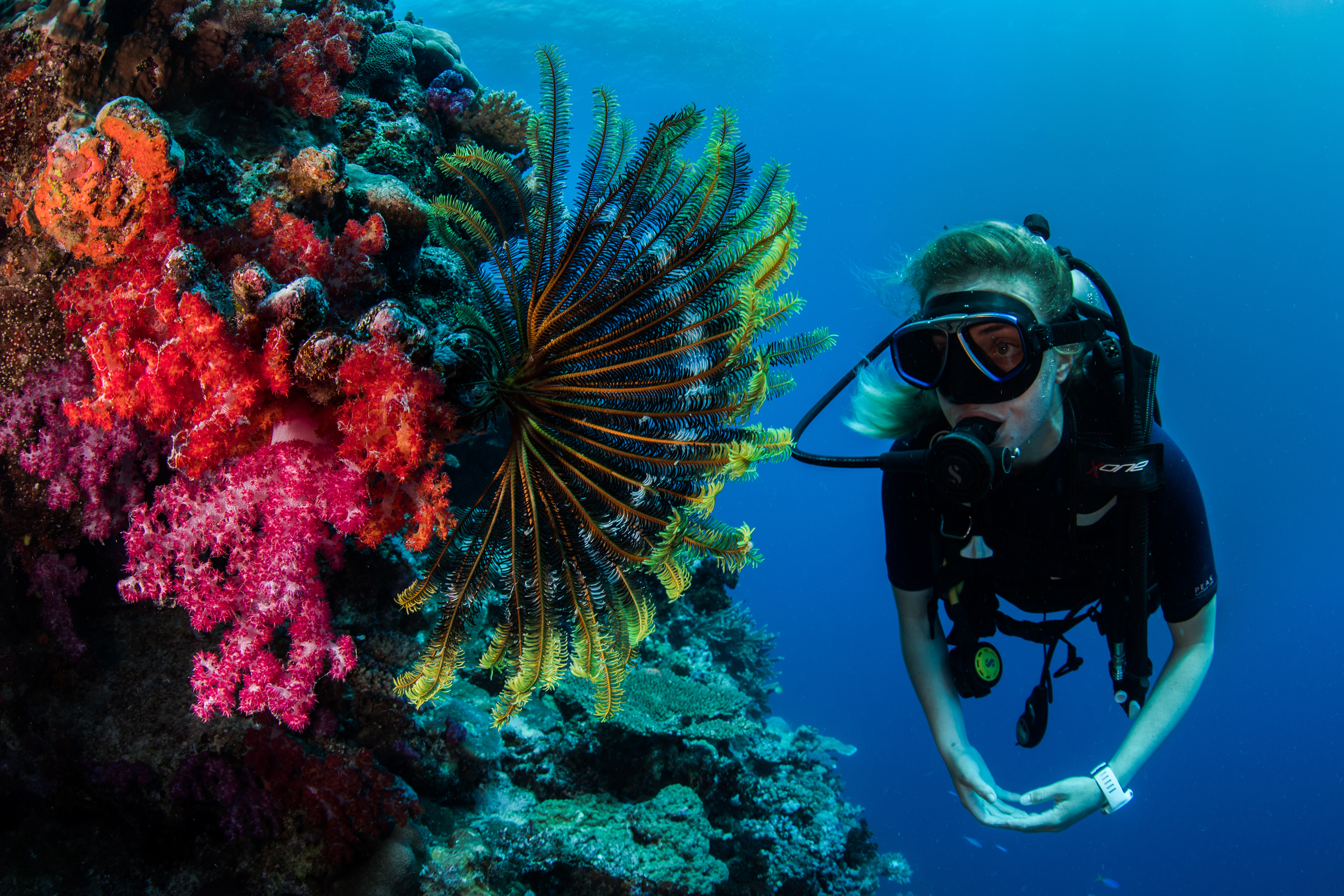 OR East Astrolabe Diver And Soft Coral (1)