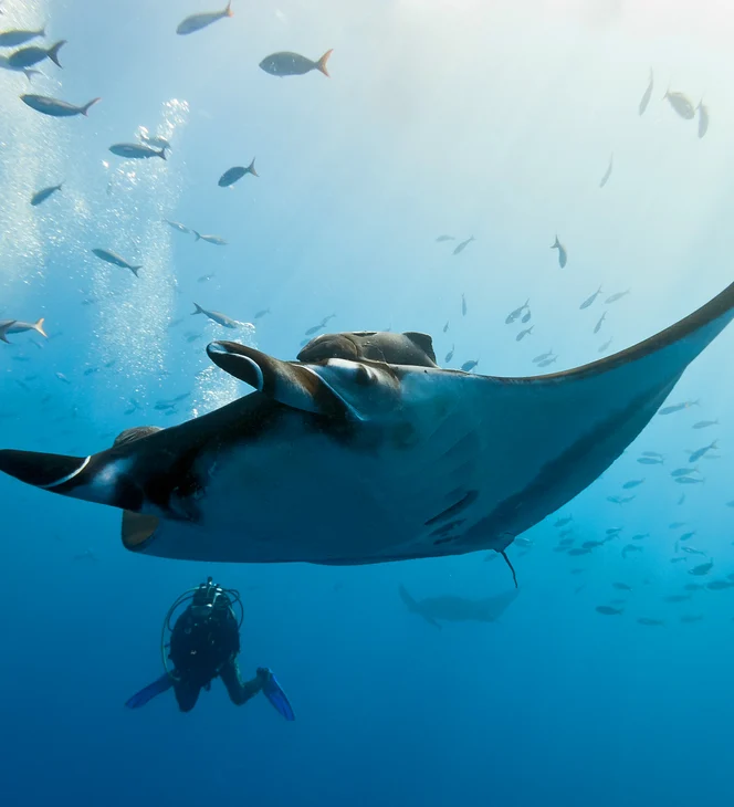 Manta Stock Image Discover
