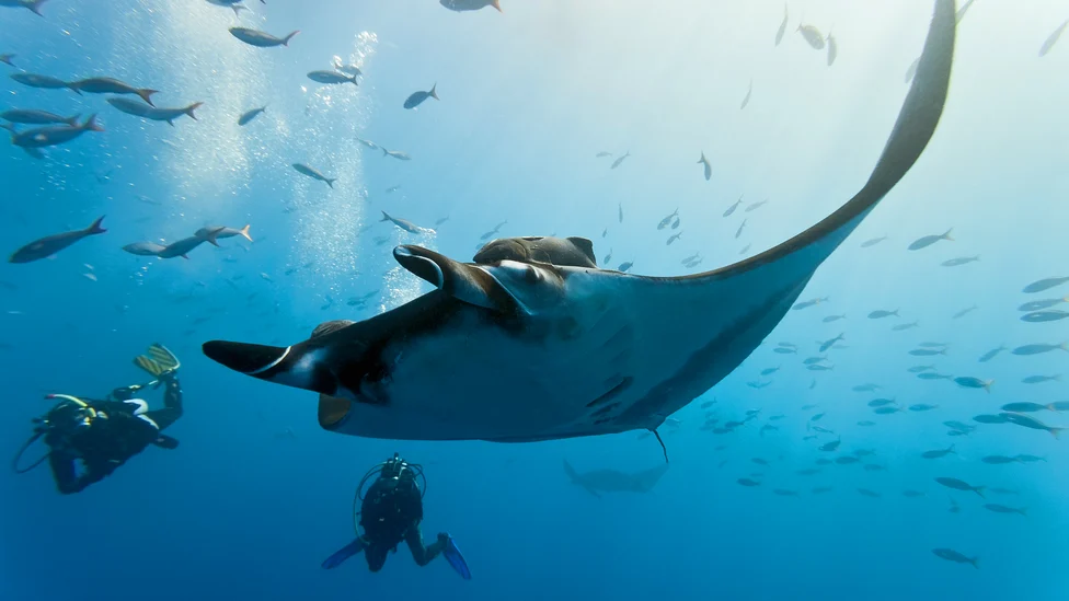 Manta Stock Image Discover