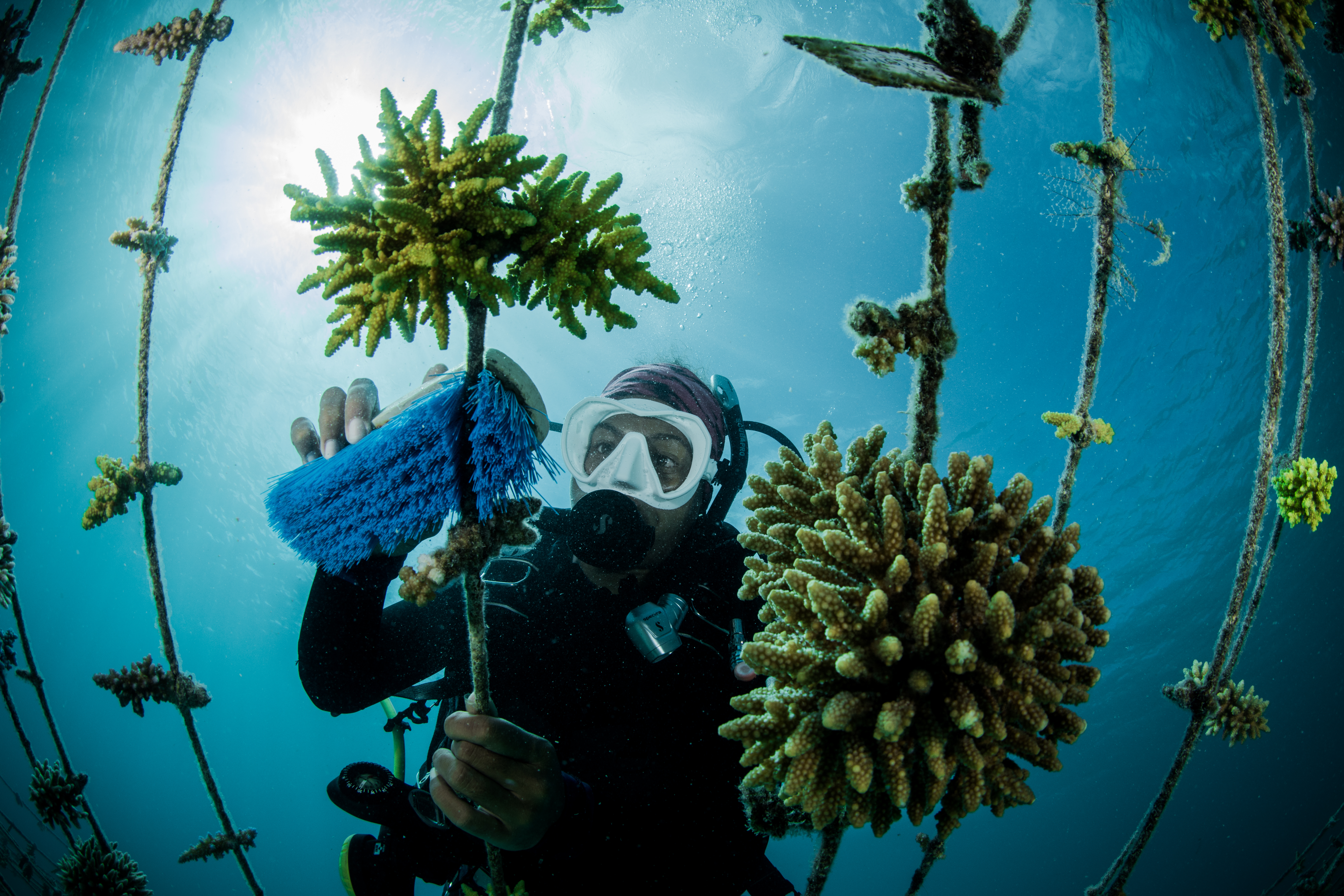 Kokomo Sustainability Coral Gardens (3)