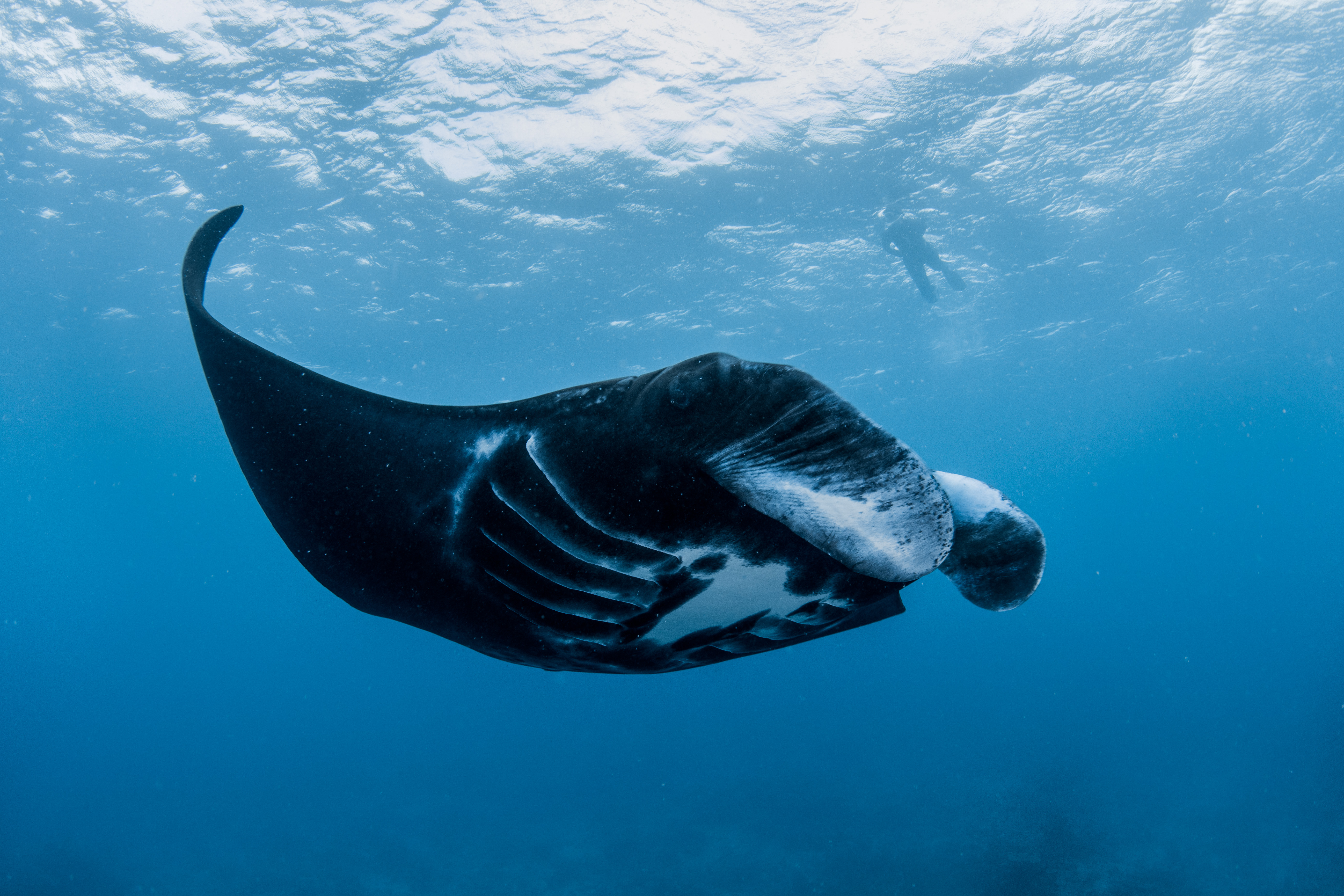 Kokomo Marine Mantaray (26)
