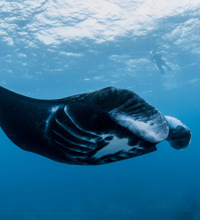 Kokomo Marine Mantaray (26)