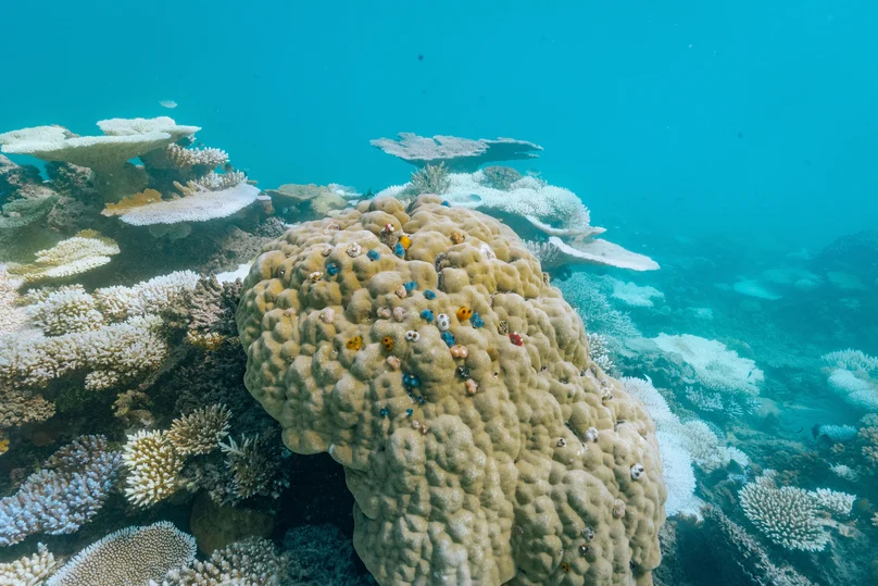 Coral Reef