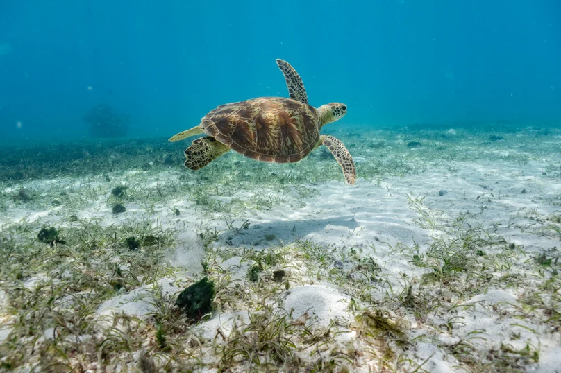 Kokomo Marine Turtles (1)