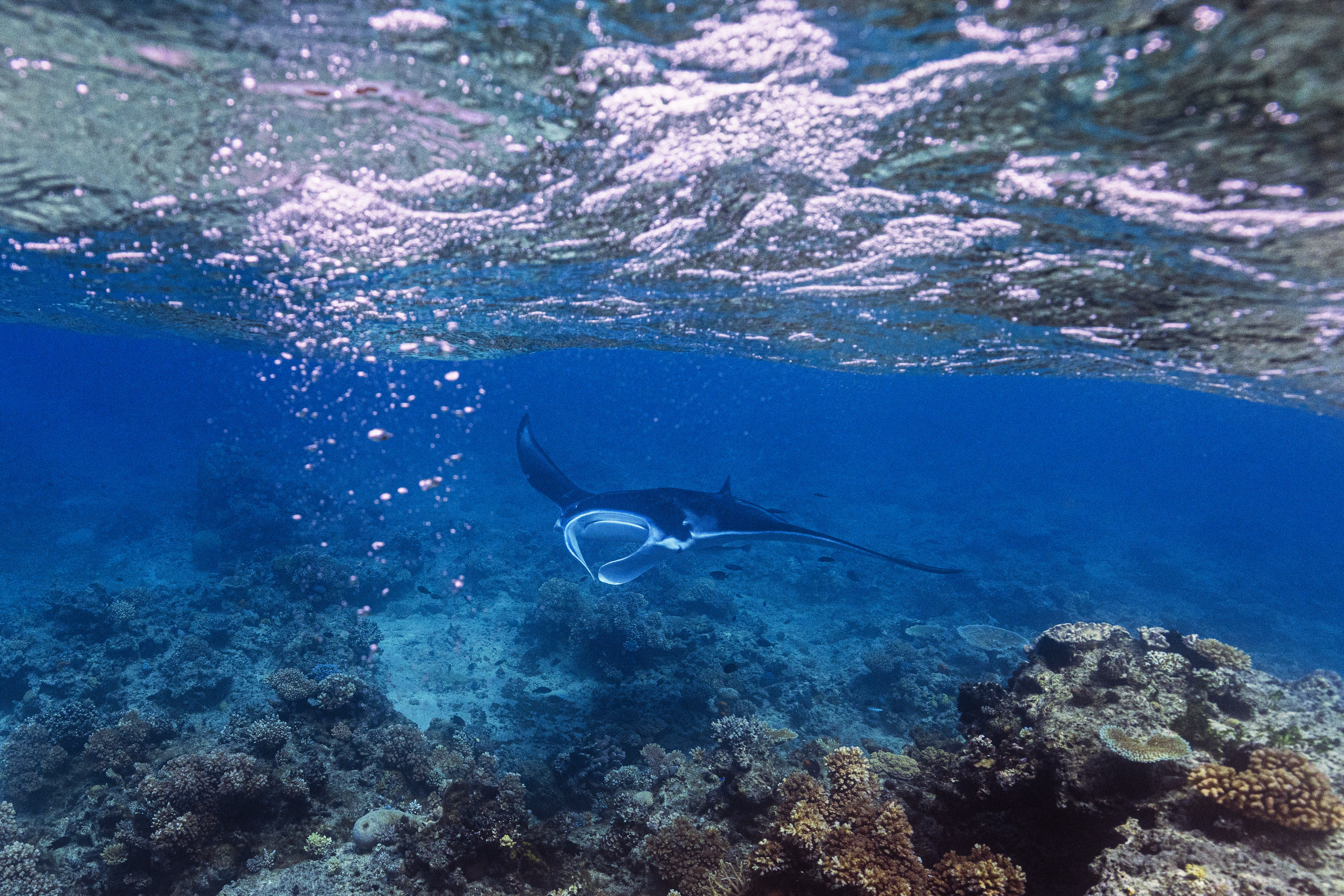 Kokomo PR Activites Marine Mantarays EH (2)