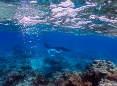 Kokomo PR Activites Marine Mantarays EH (2)