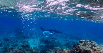 Kokomo PR Activites Marine Mantarays EH (2)