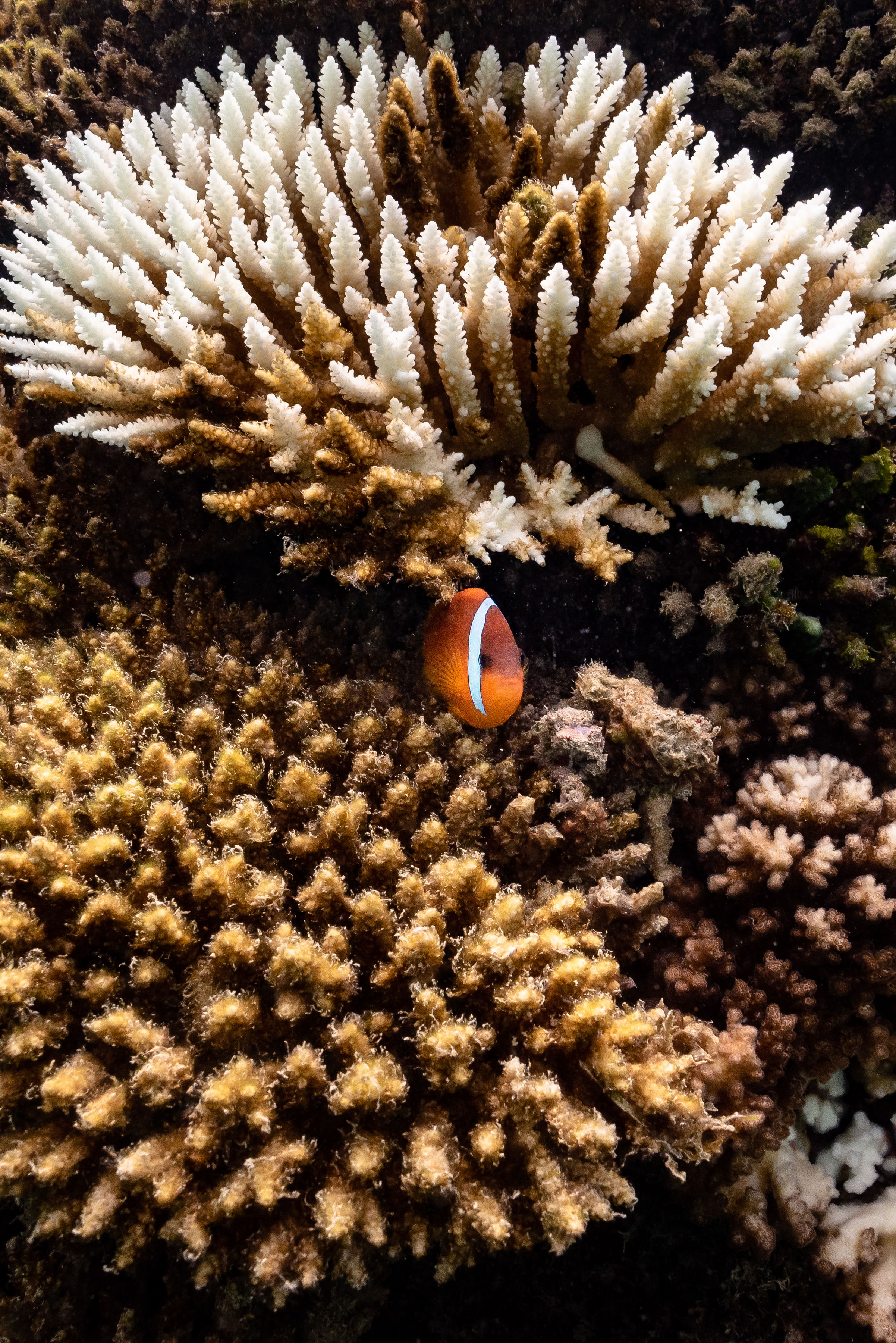 Croral Reef
