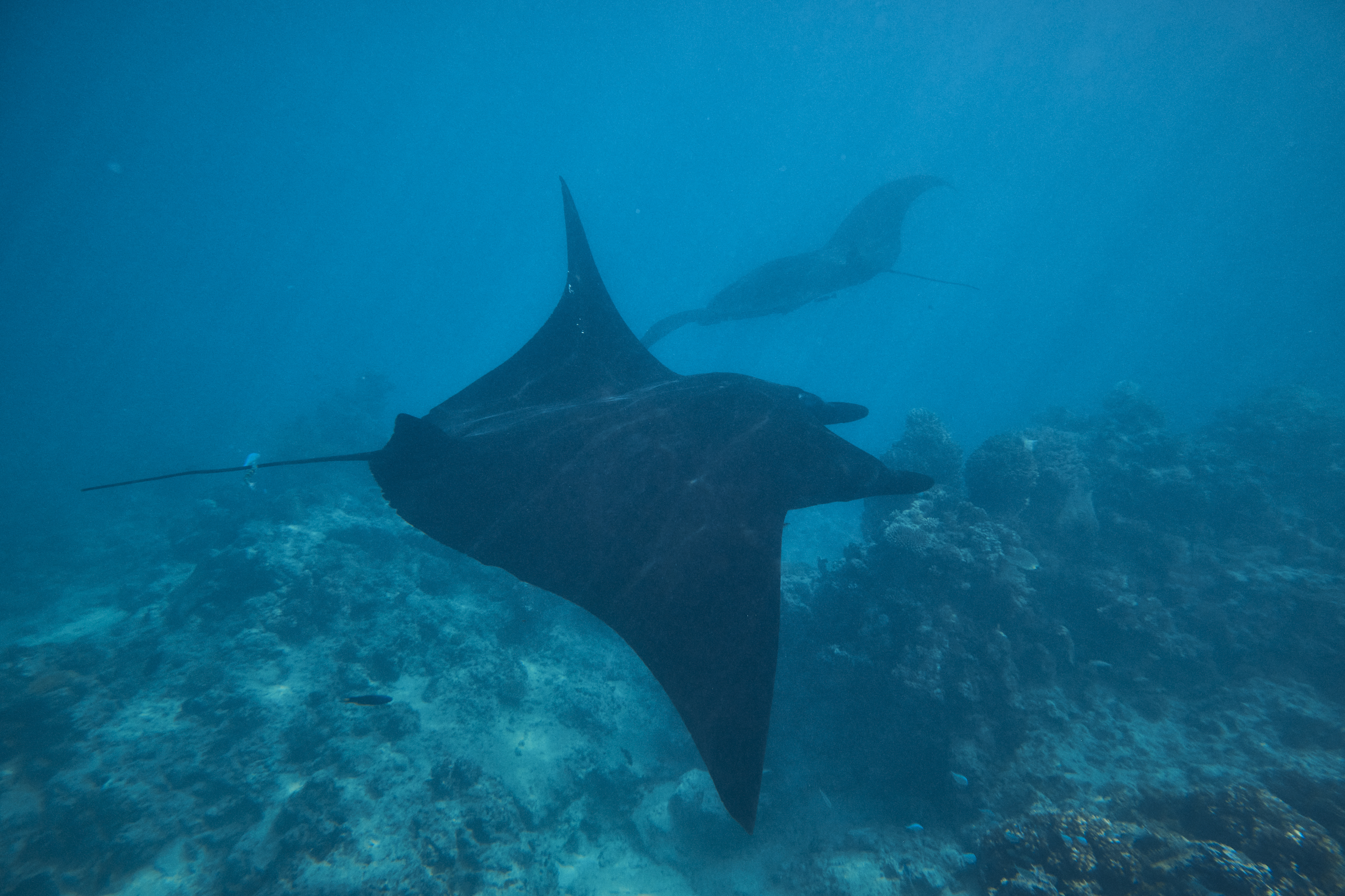 Kokomo Marine Mantaray (30)