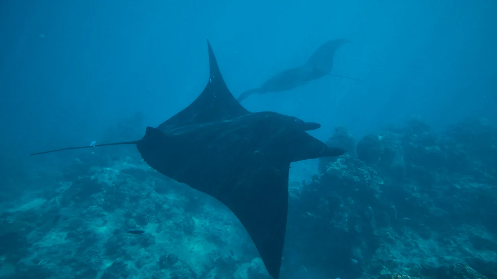 Kokomo Marine Mantaray (30)