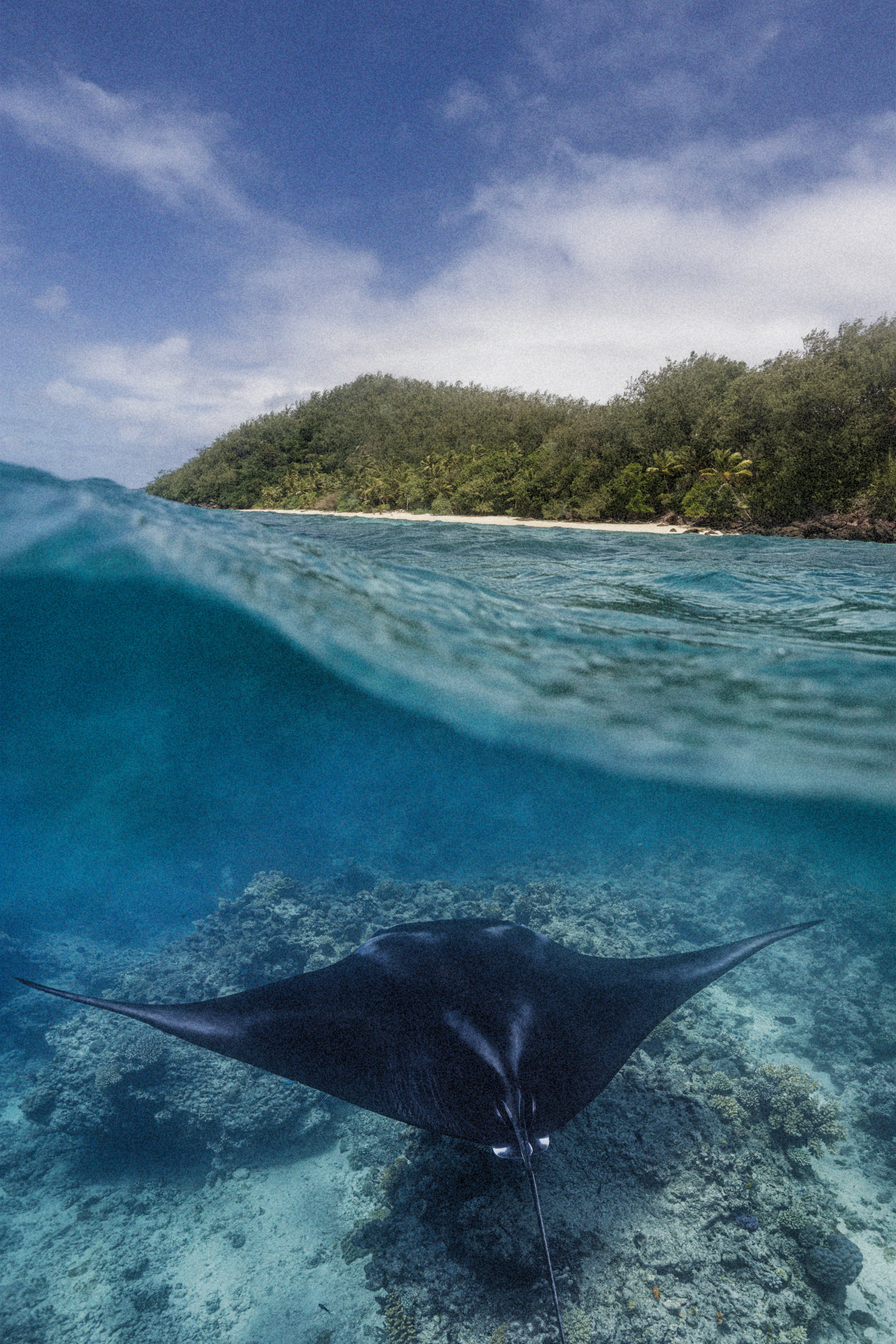 Kokomo PR Activites Marine Mantarays EH (1)