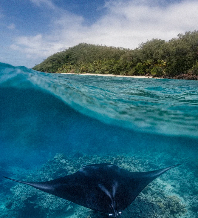 Kokomo PR Activites Marine Mantarays EH (1)