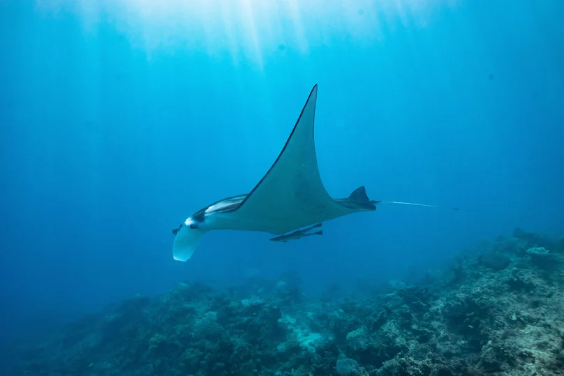Kokomo Marine Mantaray (24)