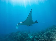 Kokomo Marine Mantaray (24)