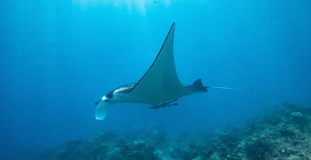 Kokomo Marine Mantaray (24)
