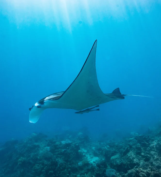Kokomo Marine Mantaray (24)