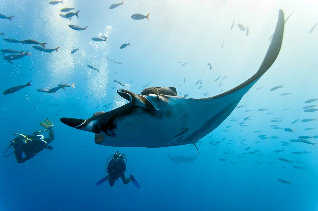 Kokomo Marine Mantaray (23)