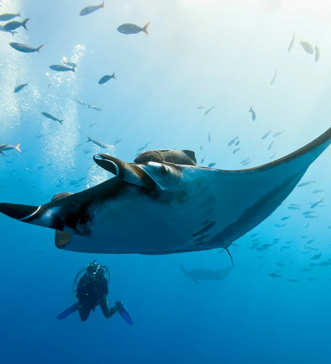 Kokomo Marine Mantaray (23)