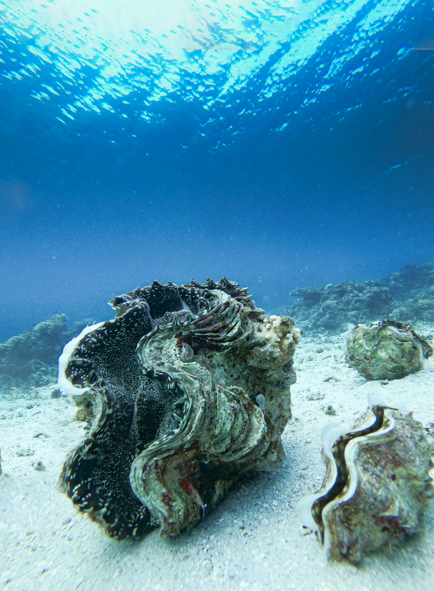 Giant Clams 1308203