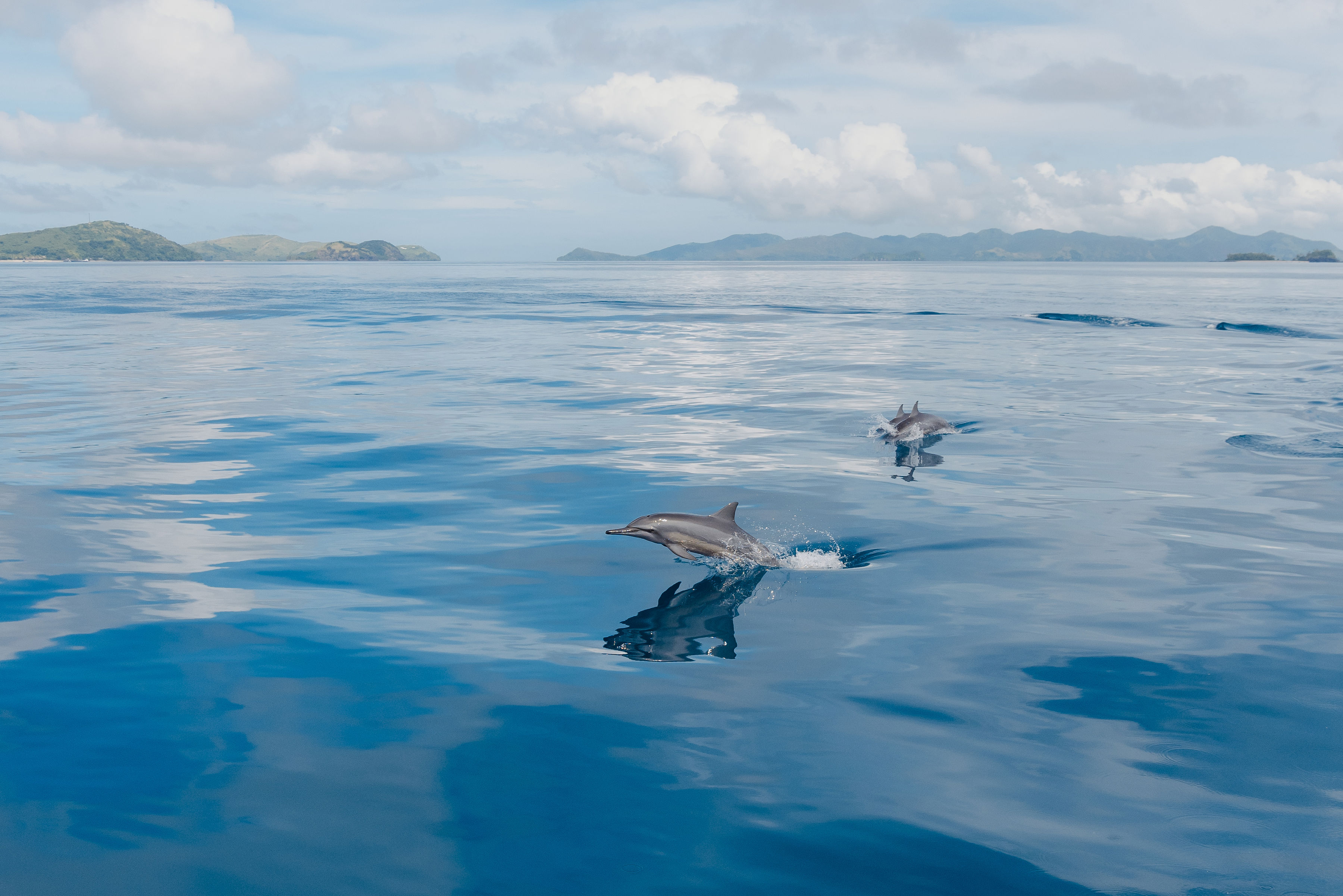 Kokomo Marine Dolphins (2)