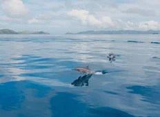 Kokomo Marine Dolphins (2)