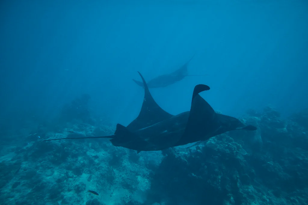 Kokomo Marine Mantaray (31)