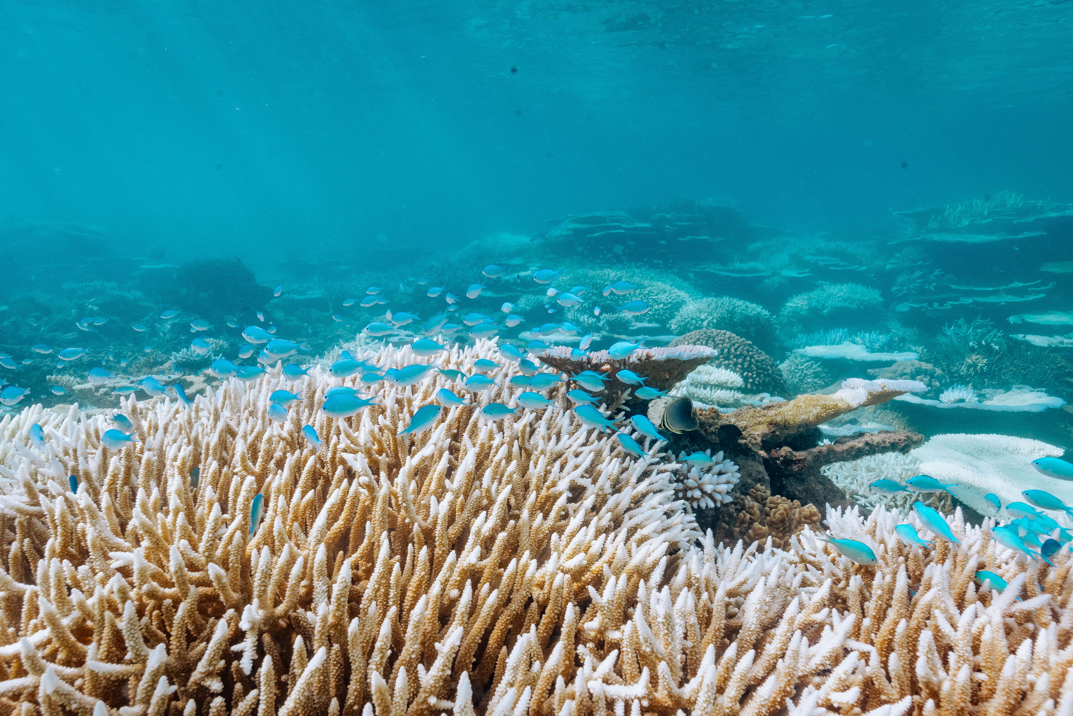 Coral Reef (1)