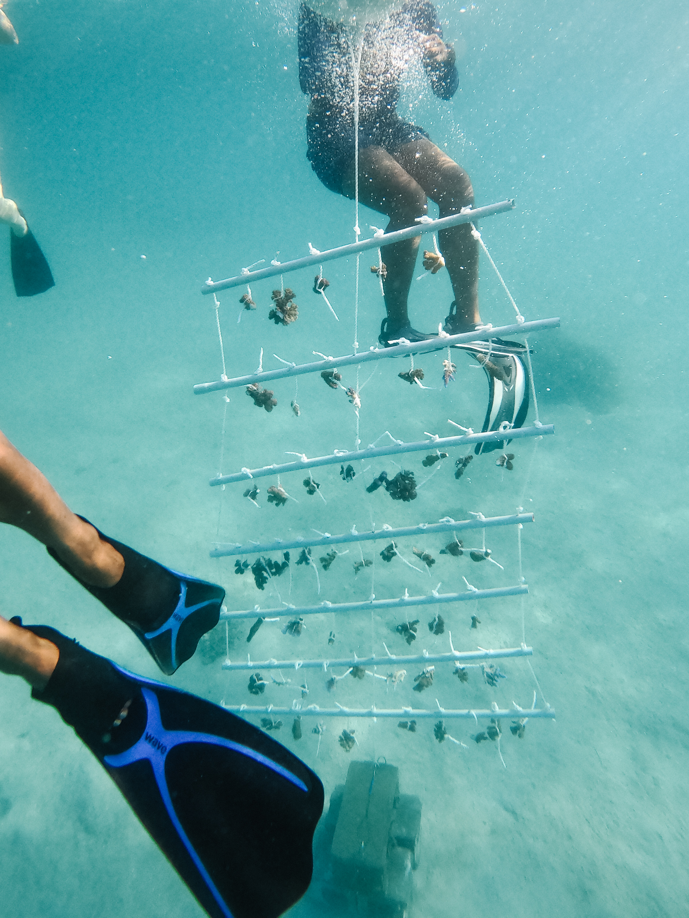Kokomo Sustainability Coral Gardens (7)