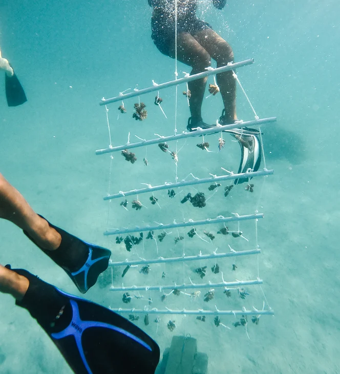 Kokomo Sustainability Coral Gardens (7)