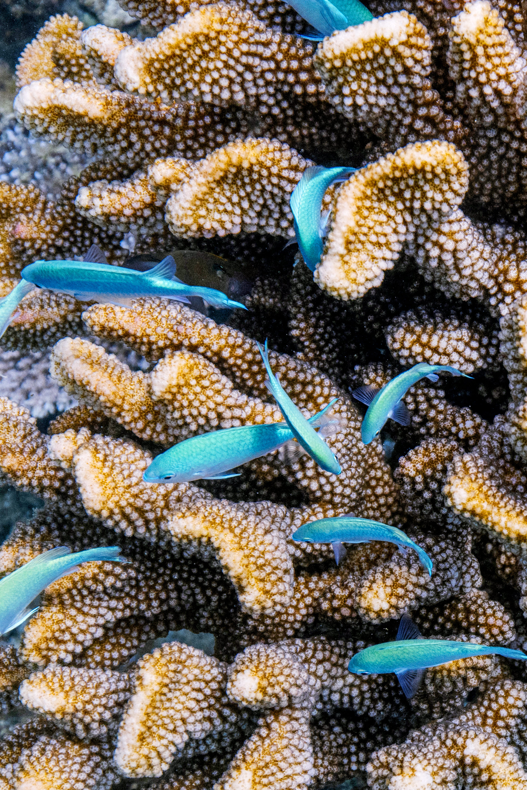 Kokomo PR Coralgardens Coral EH (2)