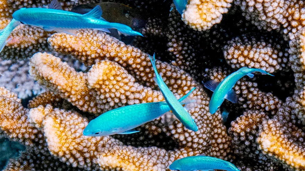 Kokomo PR Coralgardens Coral EH (2)