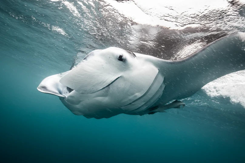 Manta Image 14