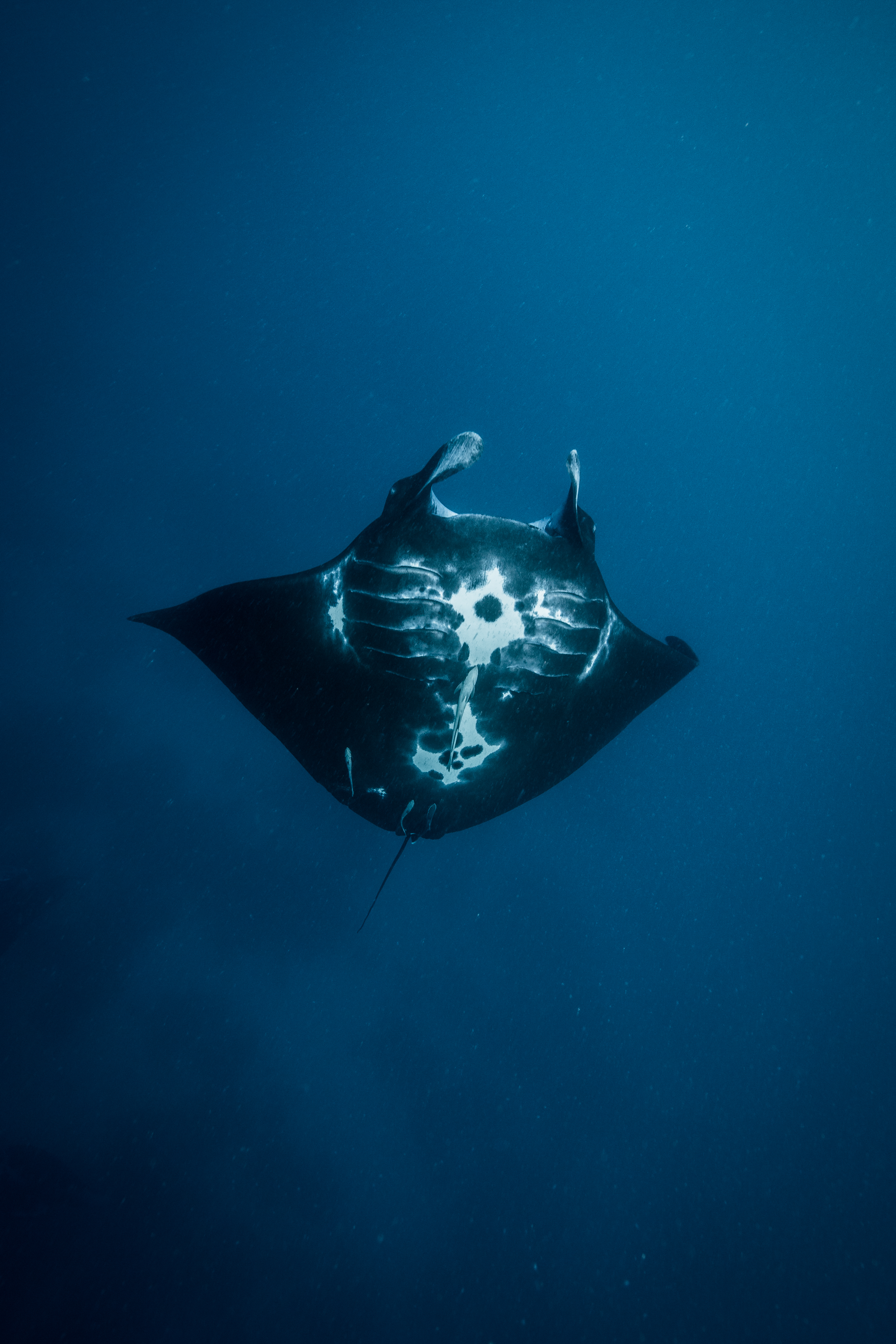 Manta Image 19