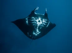 Manta Image 19