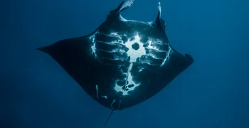 Manta Image 19