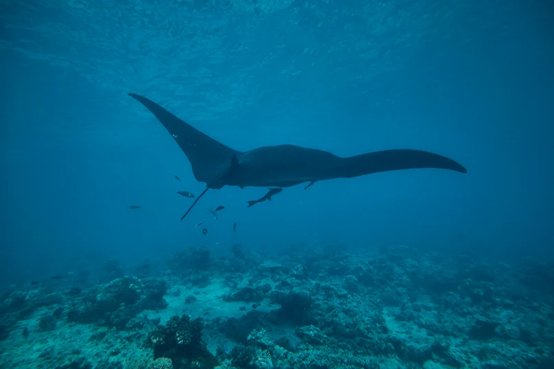 Kokomo Marine Mantaray (28)