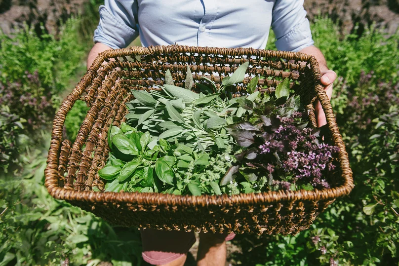 Kokomo Sustainability Farm (1)