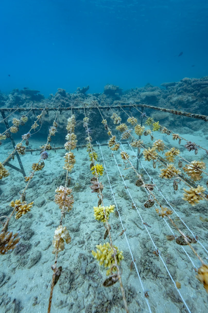 Sustainability Coral Planting