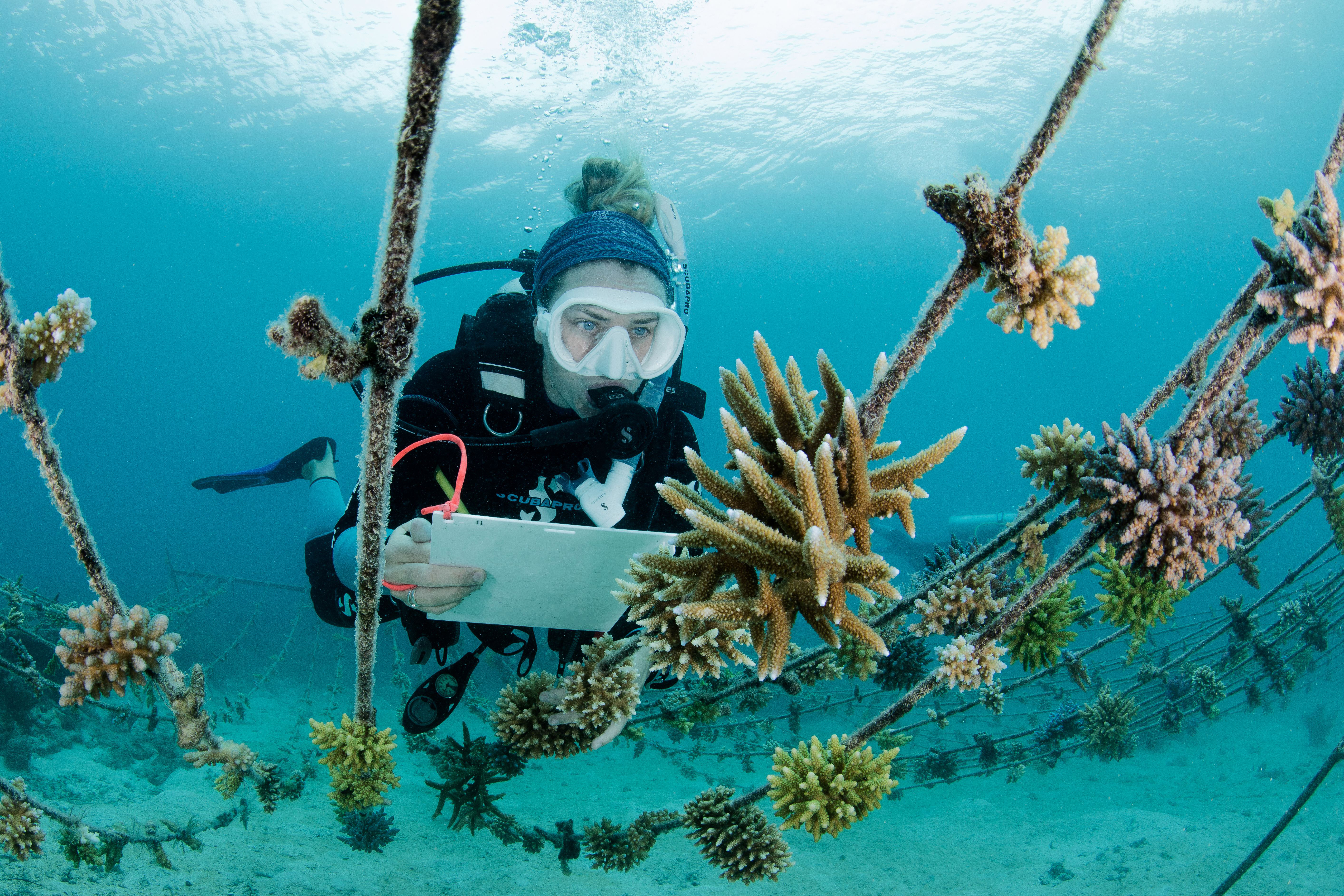 Kokomo Sustainability Coral Gardens (2)