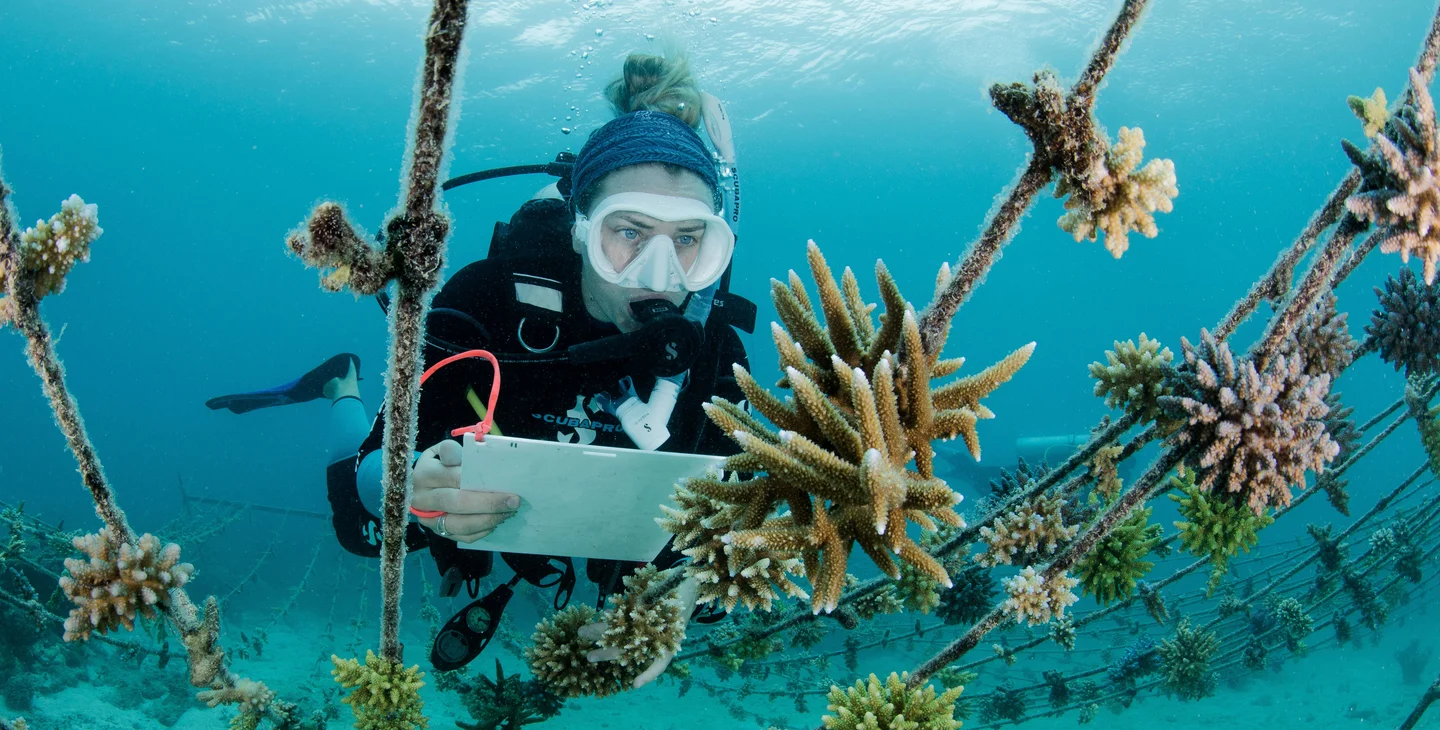 Kokomo Sustainability Coral Gardens (2)